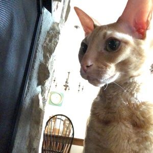 Meet your Posher, Rayne